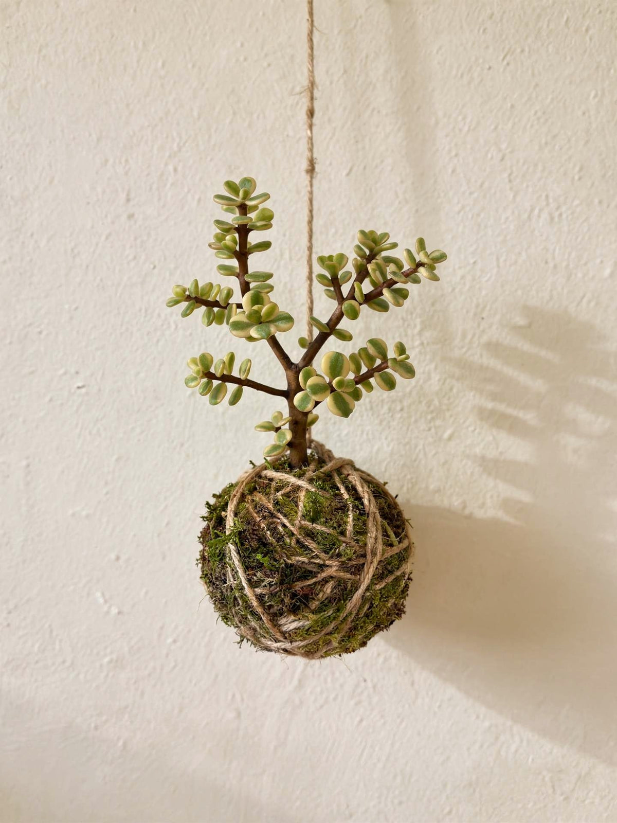Baby Kokedama | Portulacaria Afra “variegata”