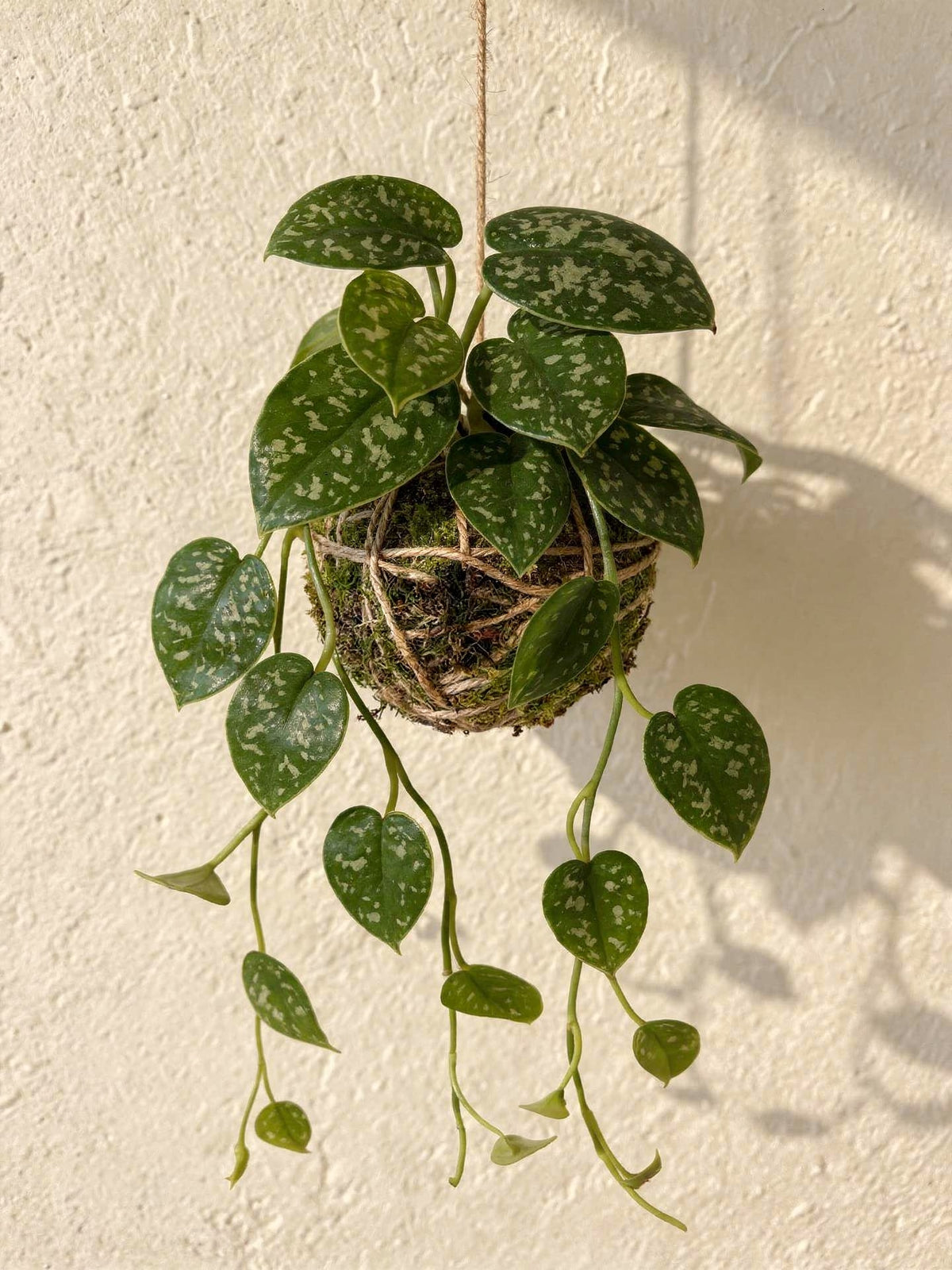 Kokedama | Scindapsus Pictus Argyraeus
