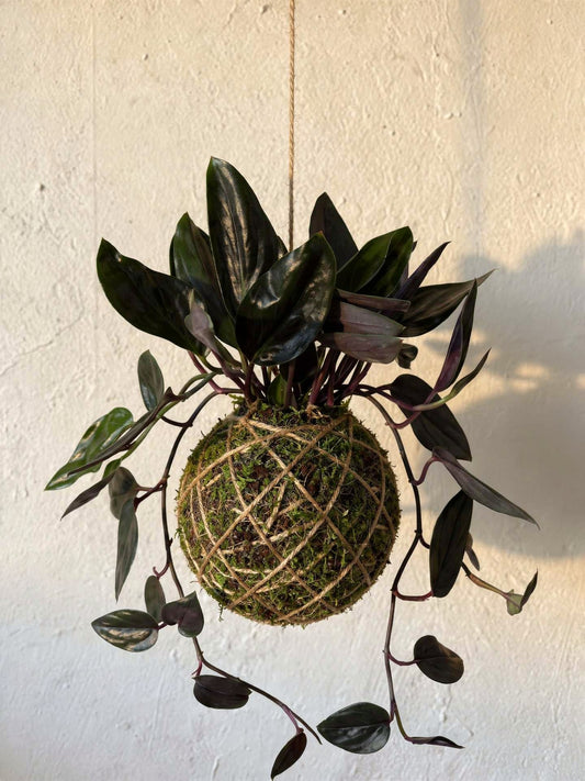 Kokedama | Scindapsus Treubii 'Dark Form'