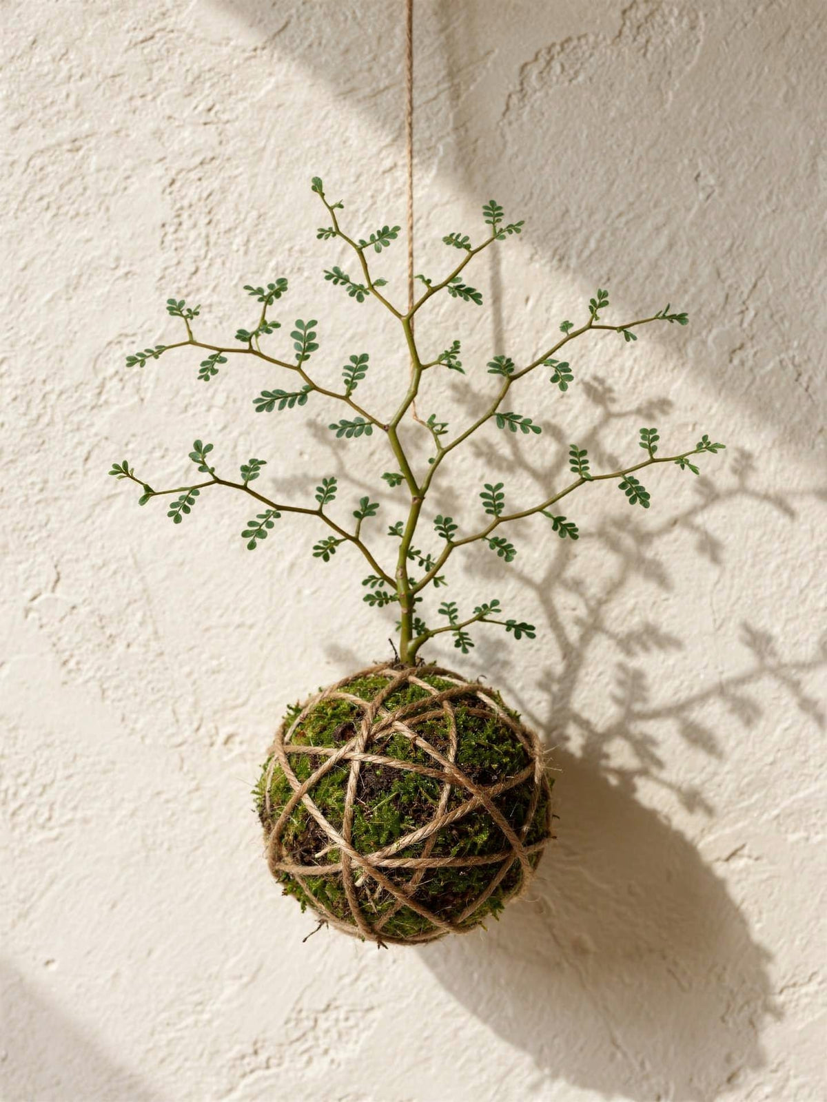 Kokedama | Sophora Prostrata “Little Baby”