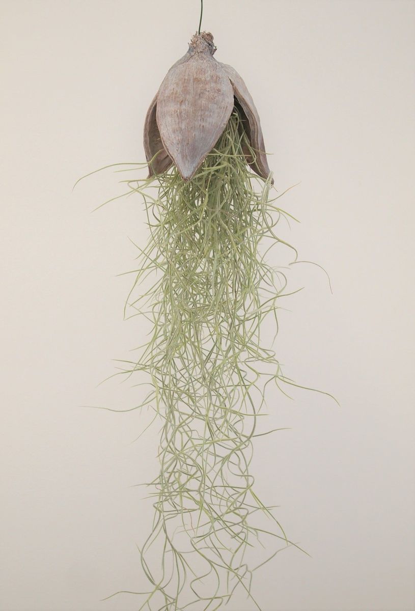 Tillandsia usneoides Tillandsia Tropical Corner