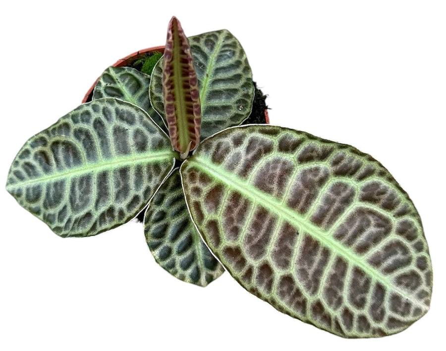 Labisia 'Turle Back'