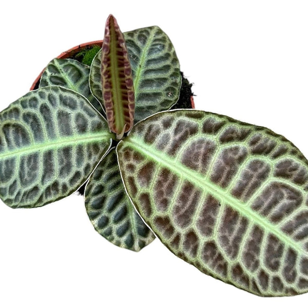 Labisia 'Turle Back'