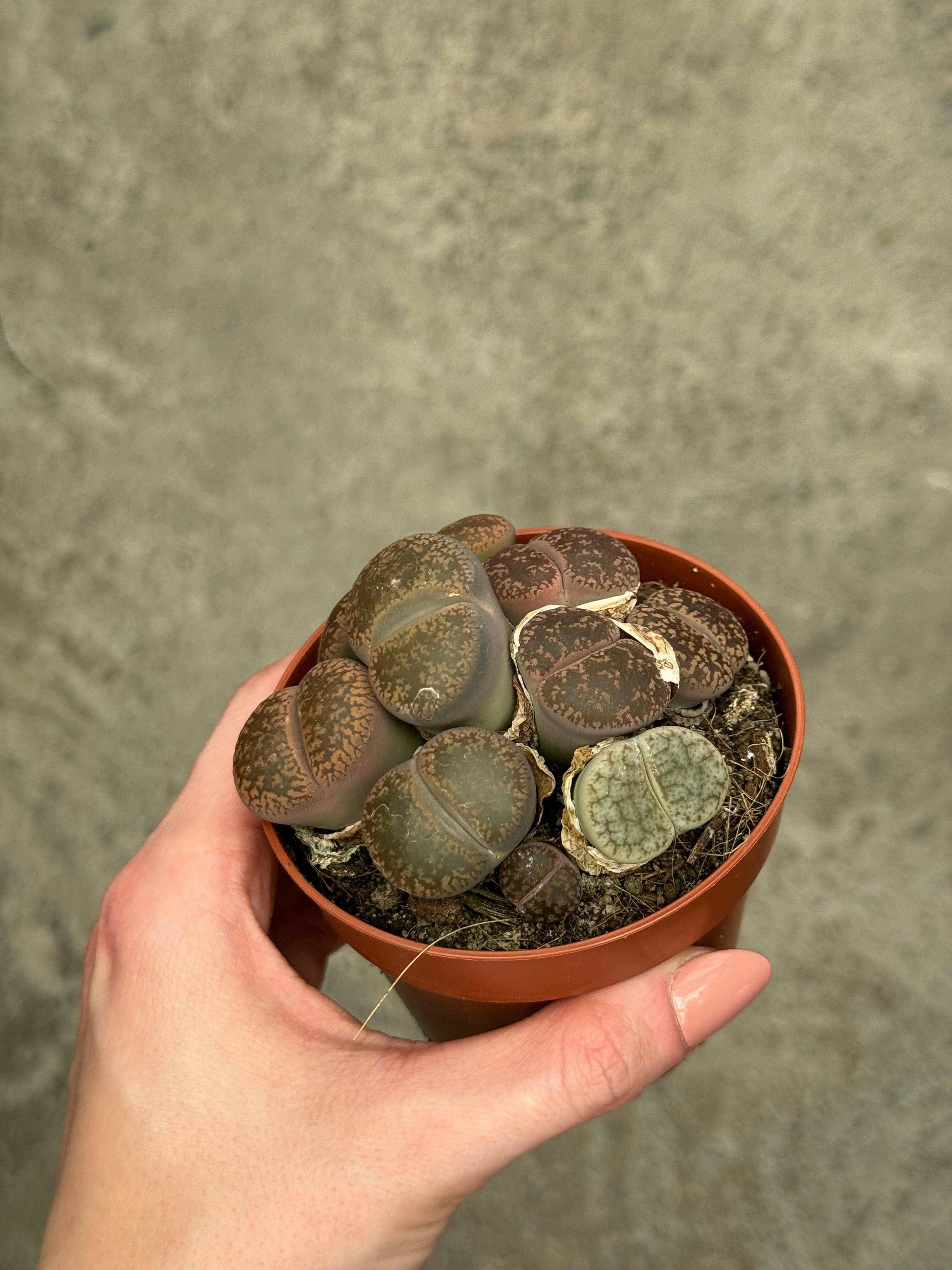 Lithops