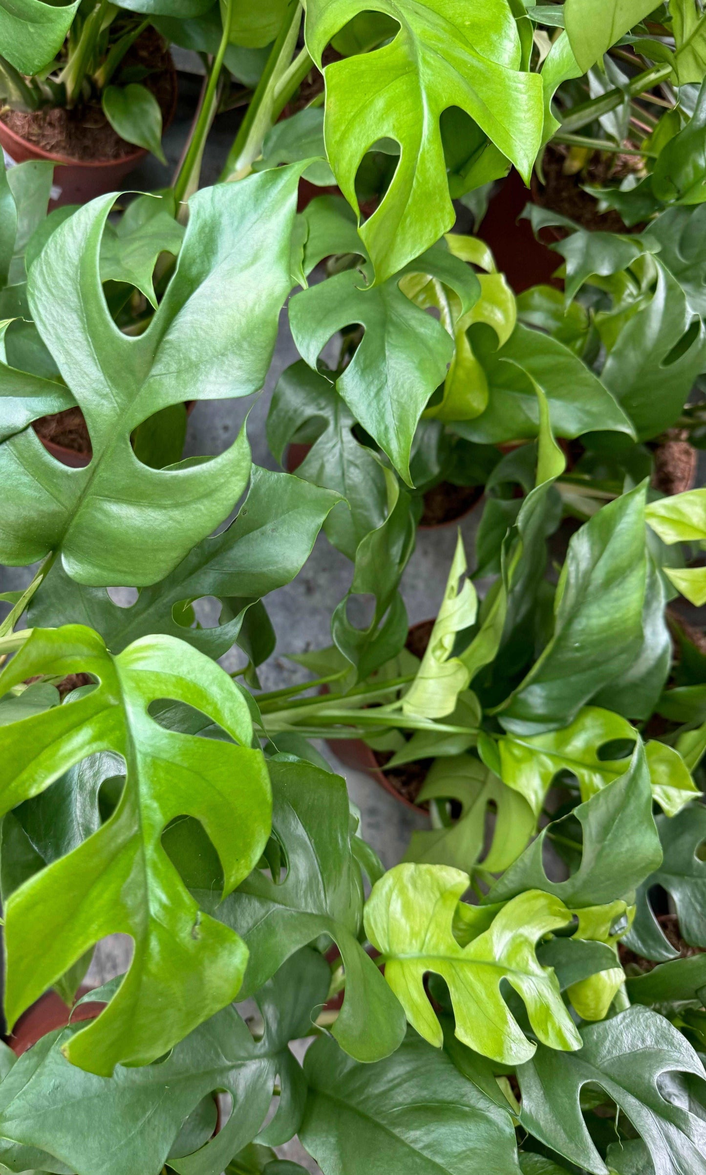 Monstera Minima “Rhaphidophora tetrasperma”