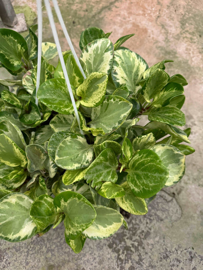 Peperomia Obtusifolia Variegata