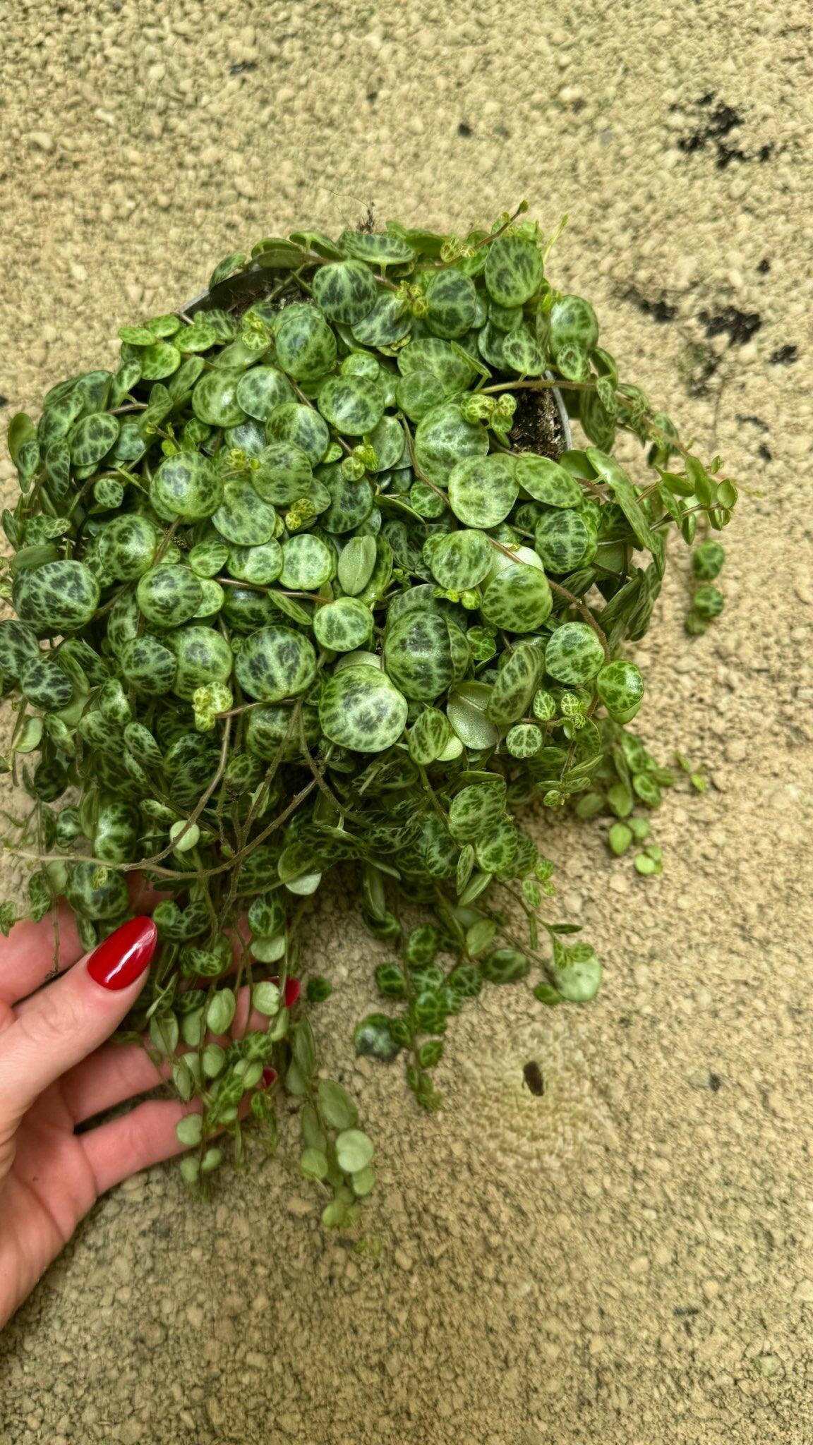 Peperomia Prostrata