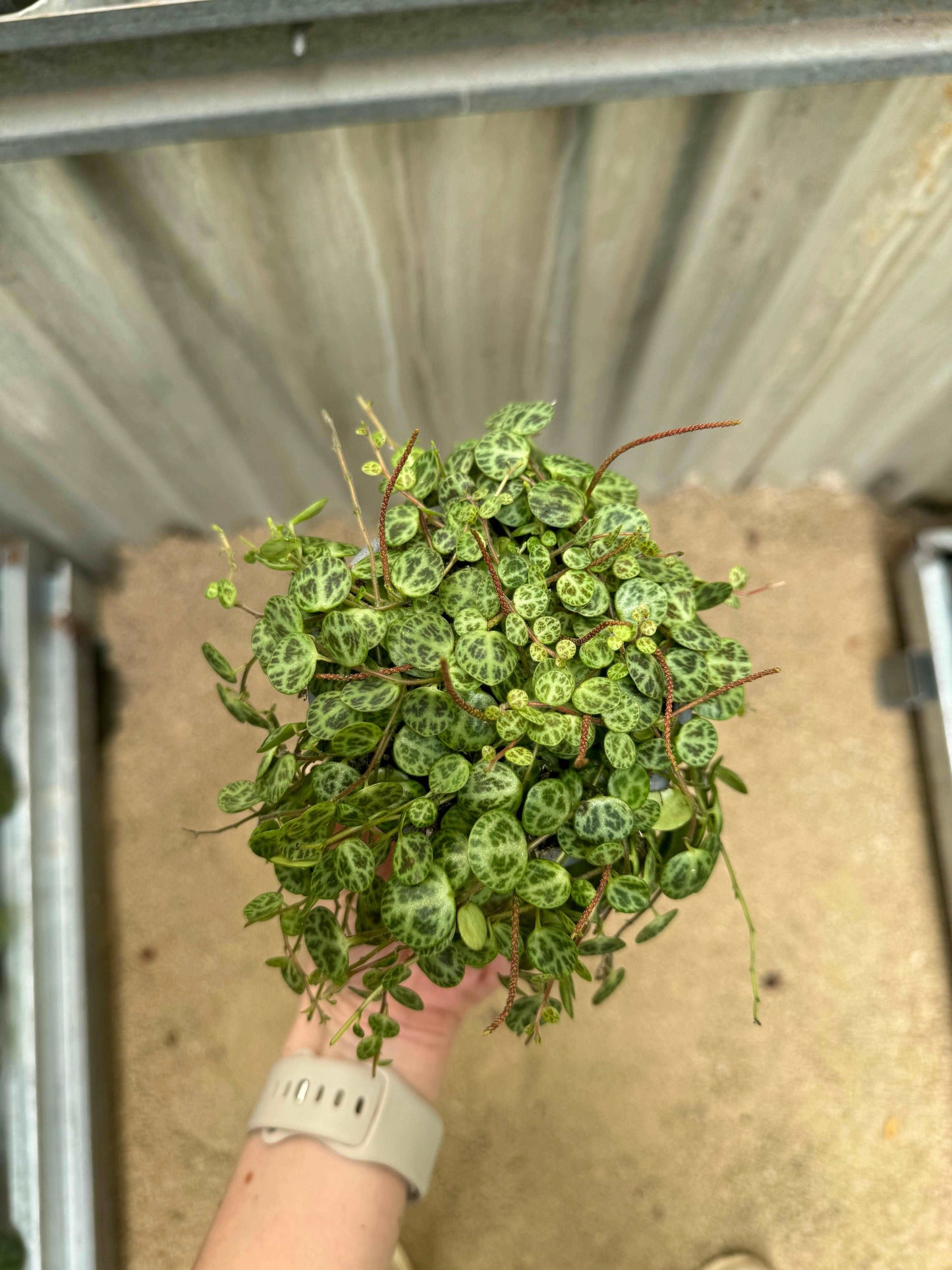 Peperomia Prostrata