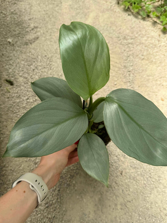 Philodendron Hastatum “Silver Sword”