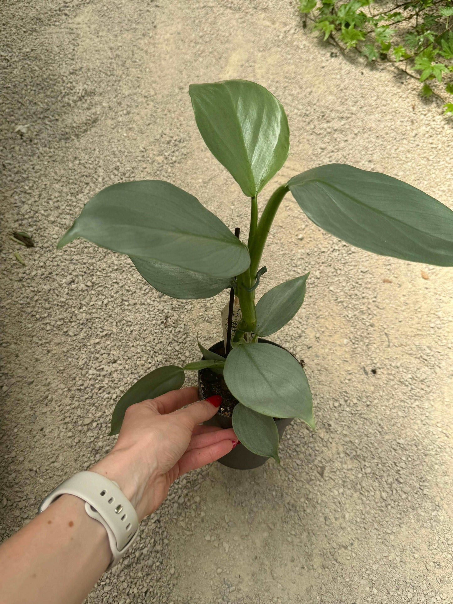 Philodendron Hastatum “Silver Sword”