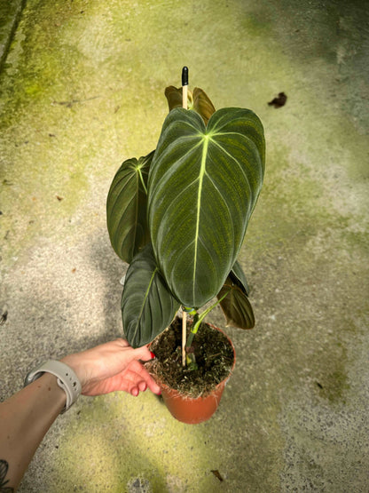 Philodendron Melanochrysum