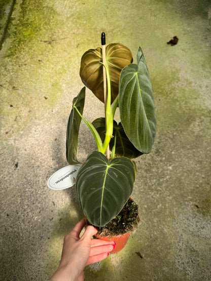 Philodendron Melanochrysum