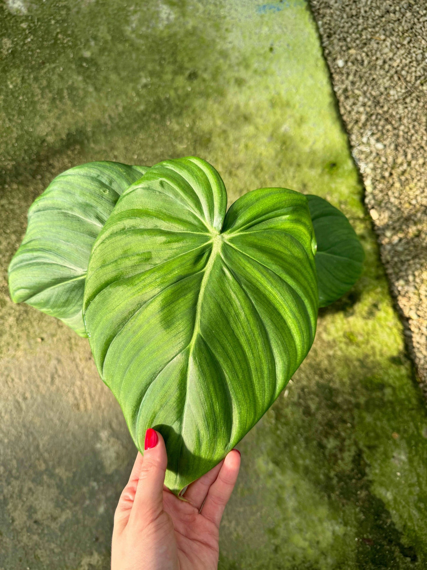 Philodendron Pastazanum