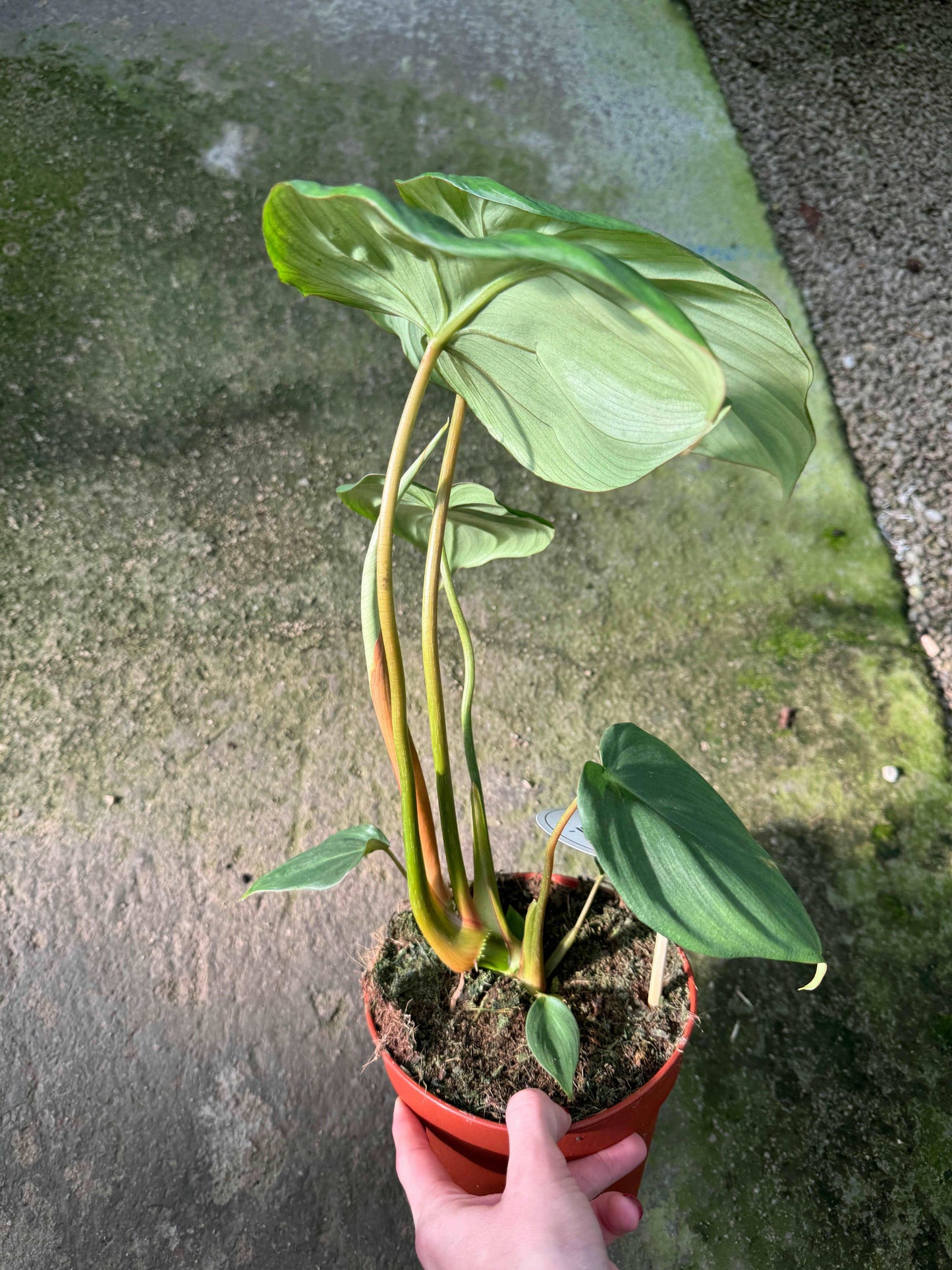 Philodendron Pastazanum