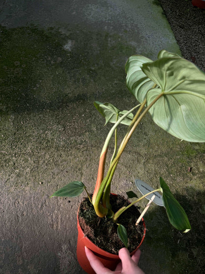 Philodendron Pastazanum