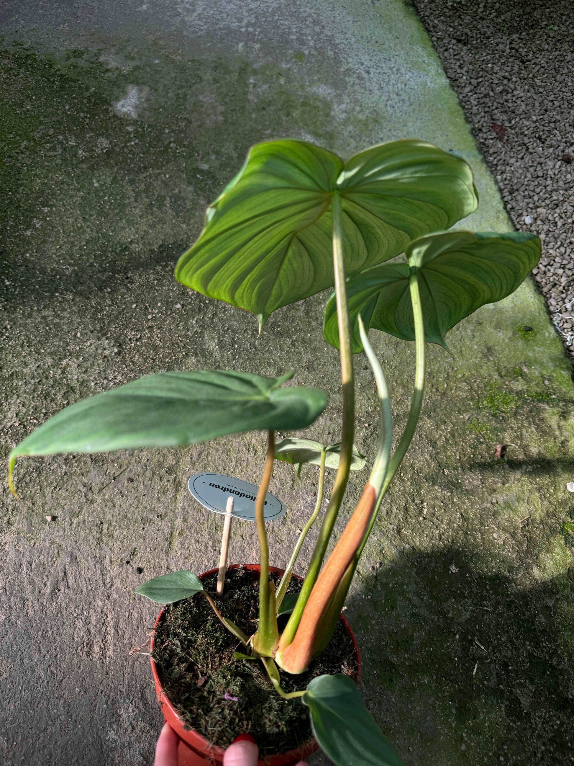 Philodendron Pastazanum