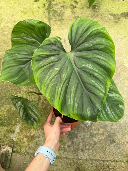 Philodendron Plowmanii