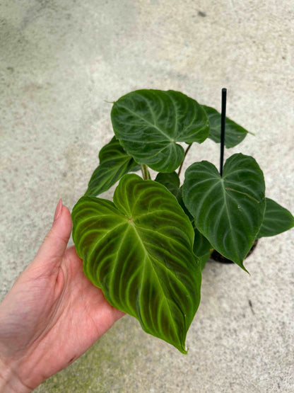 Philodendron Verrucosum