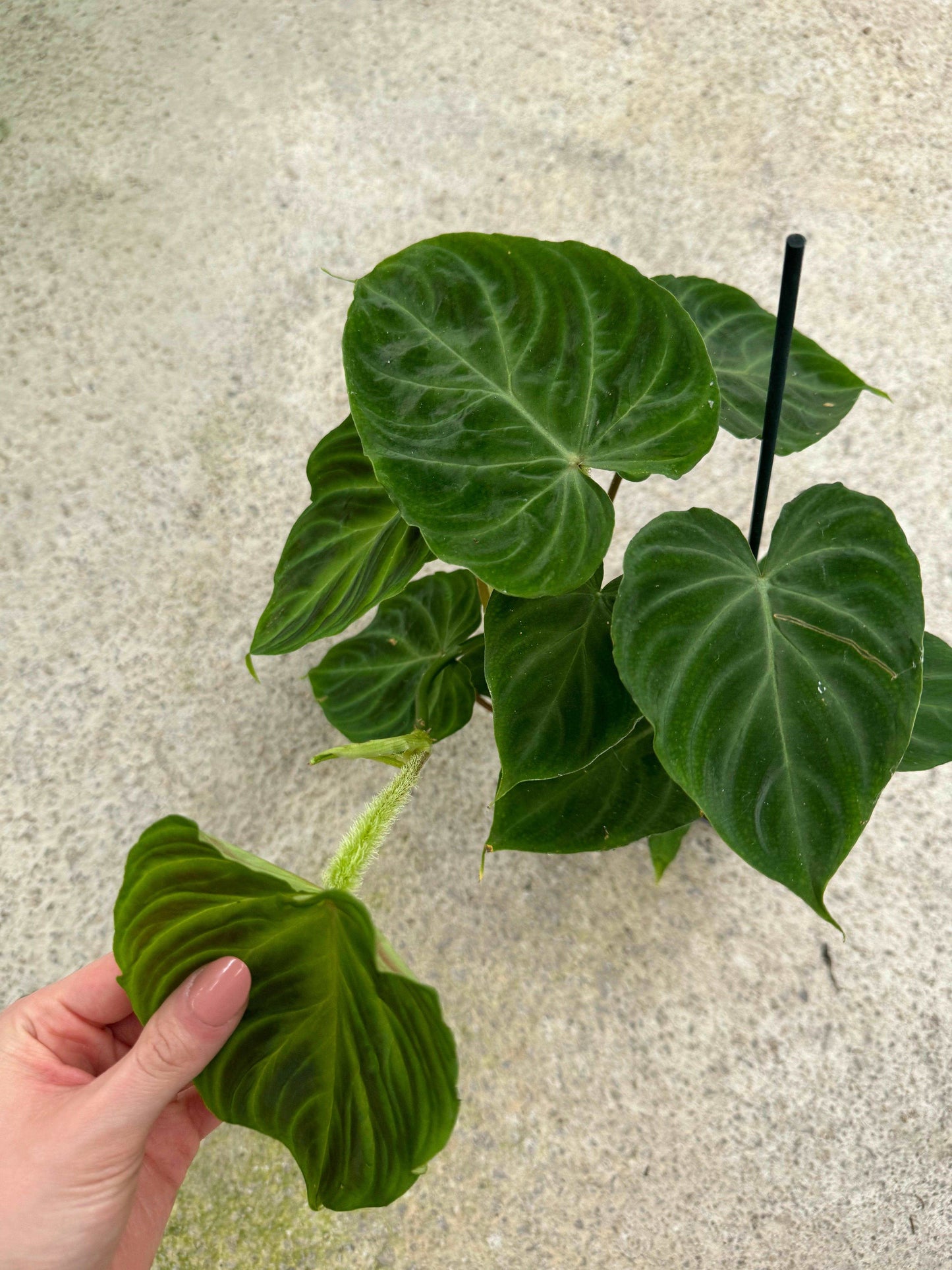 Philodendron Verrucosum