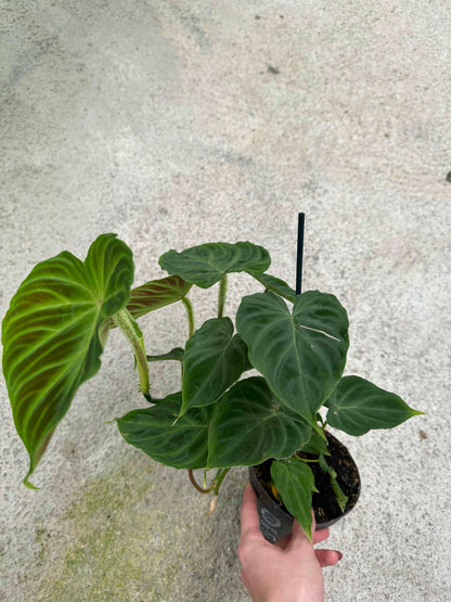 Philodendron Verrucosum