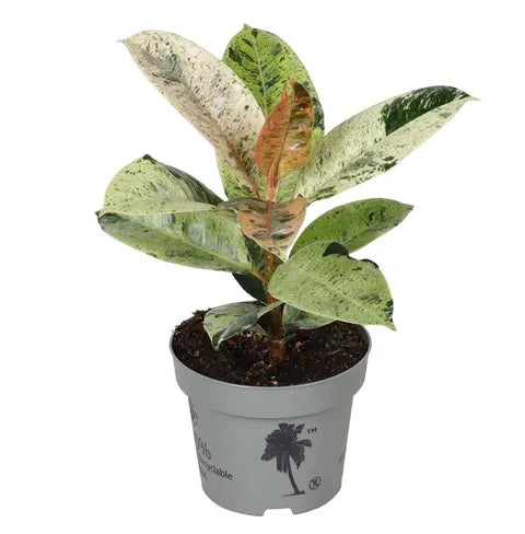 Ficus elastica 'Shivereana Moonshine'