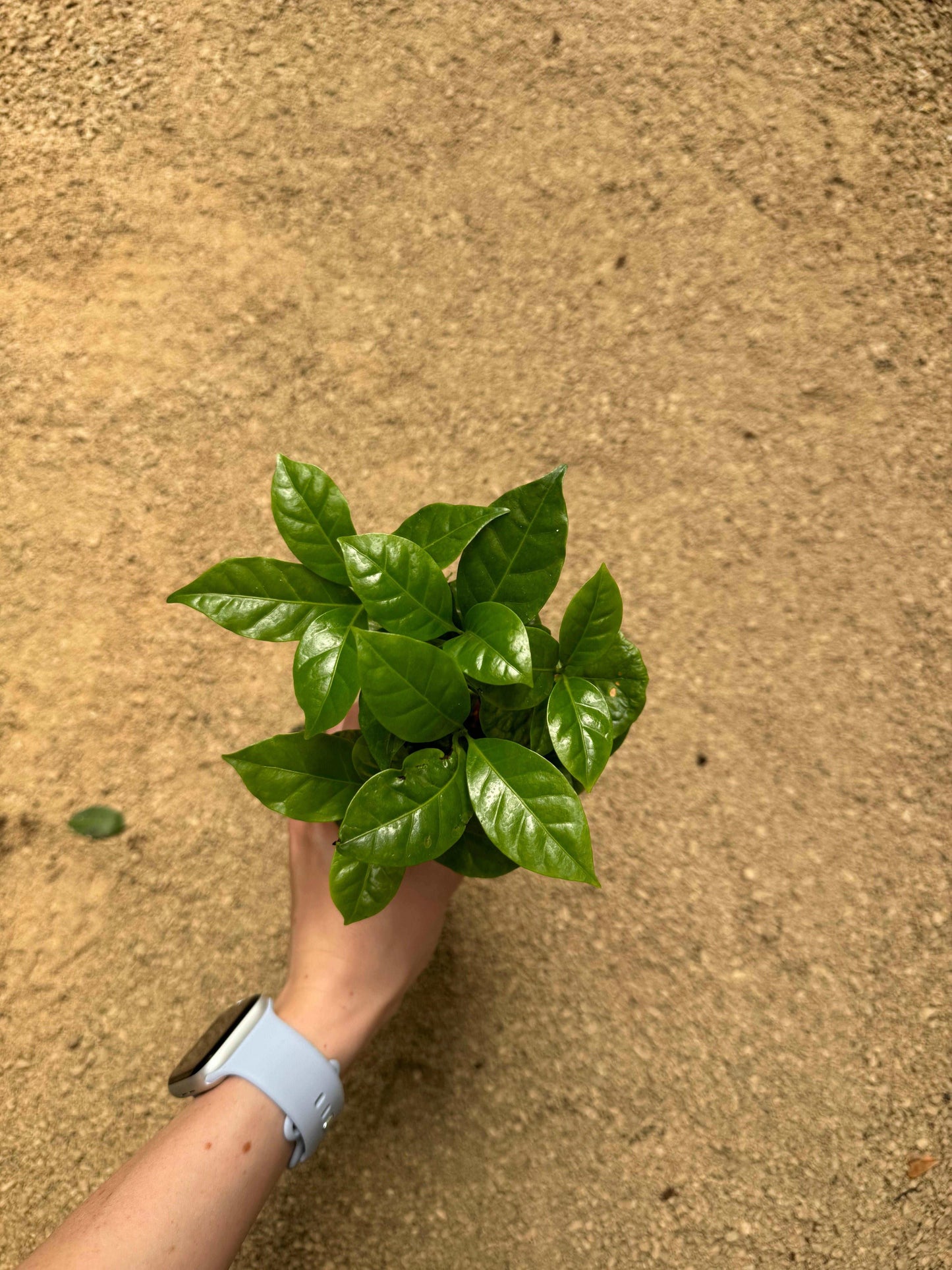 Pianta del caffè “Coffea Arabica”