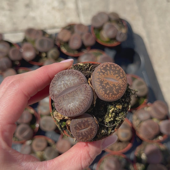 Lithops Tropical Corner