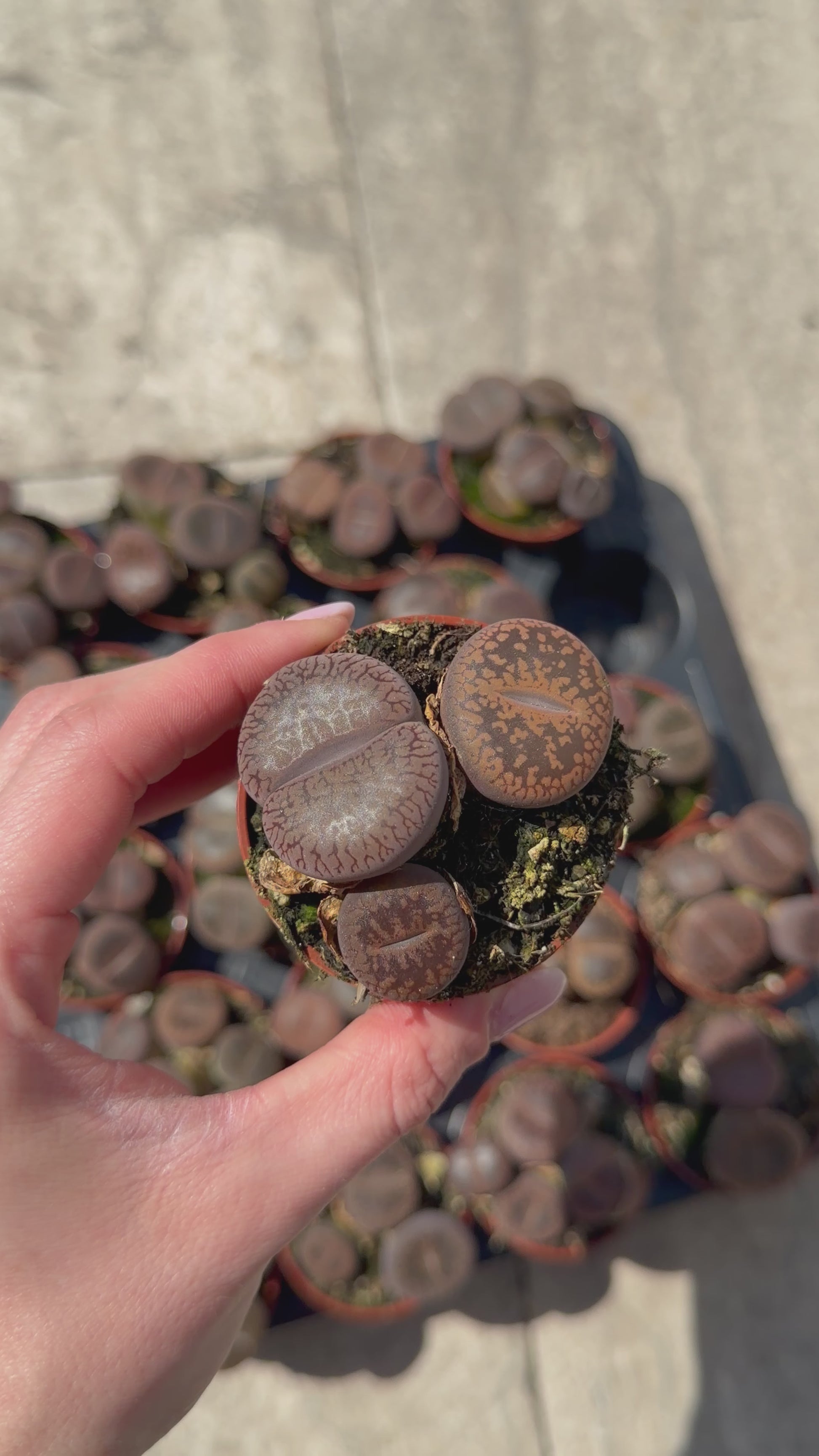 Lithops Tropical Corner