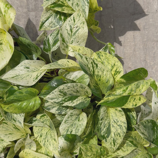 Epipremnum pinnatum 'Snow Leopard' Epipremnum Tropical Corner