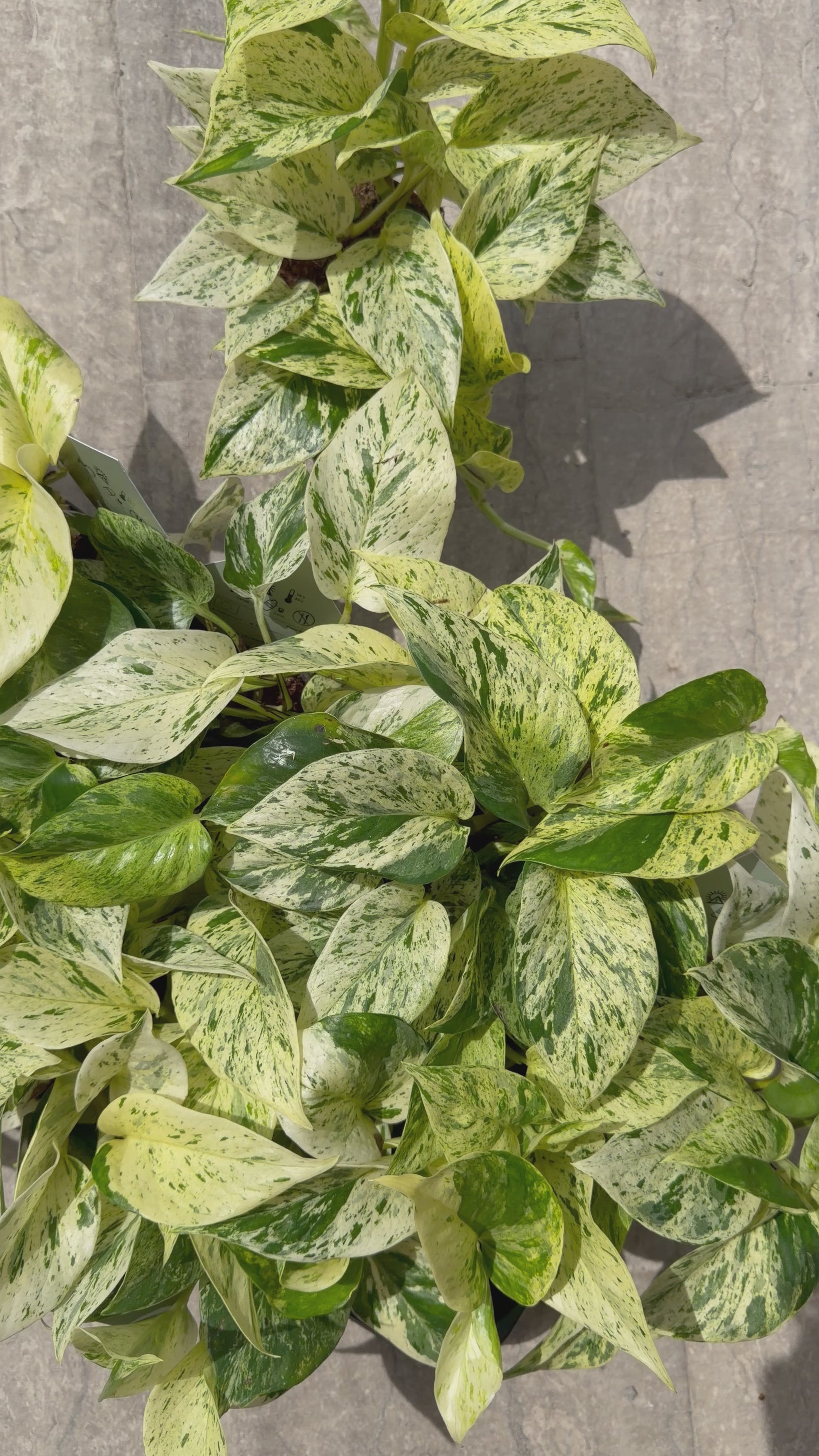 Epipremnum pinnatum 'Snow Leopard' Epipremnum Tropical Corner