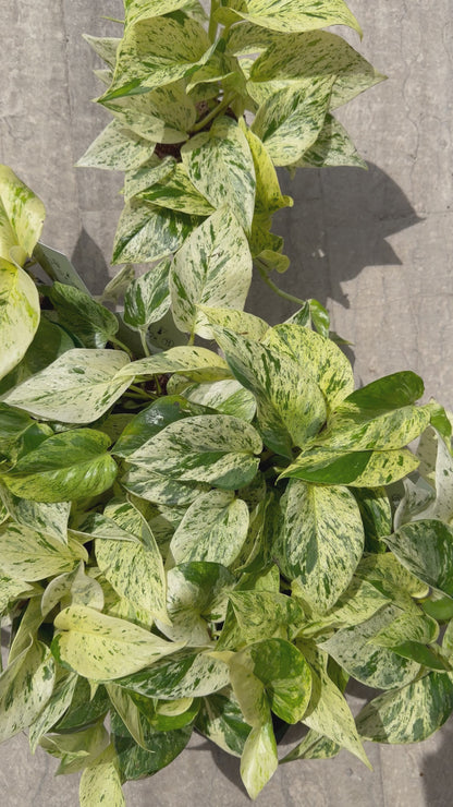 Epipremnum pinnatum 'Snow Leopard' Epipremnum Tropical Corner