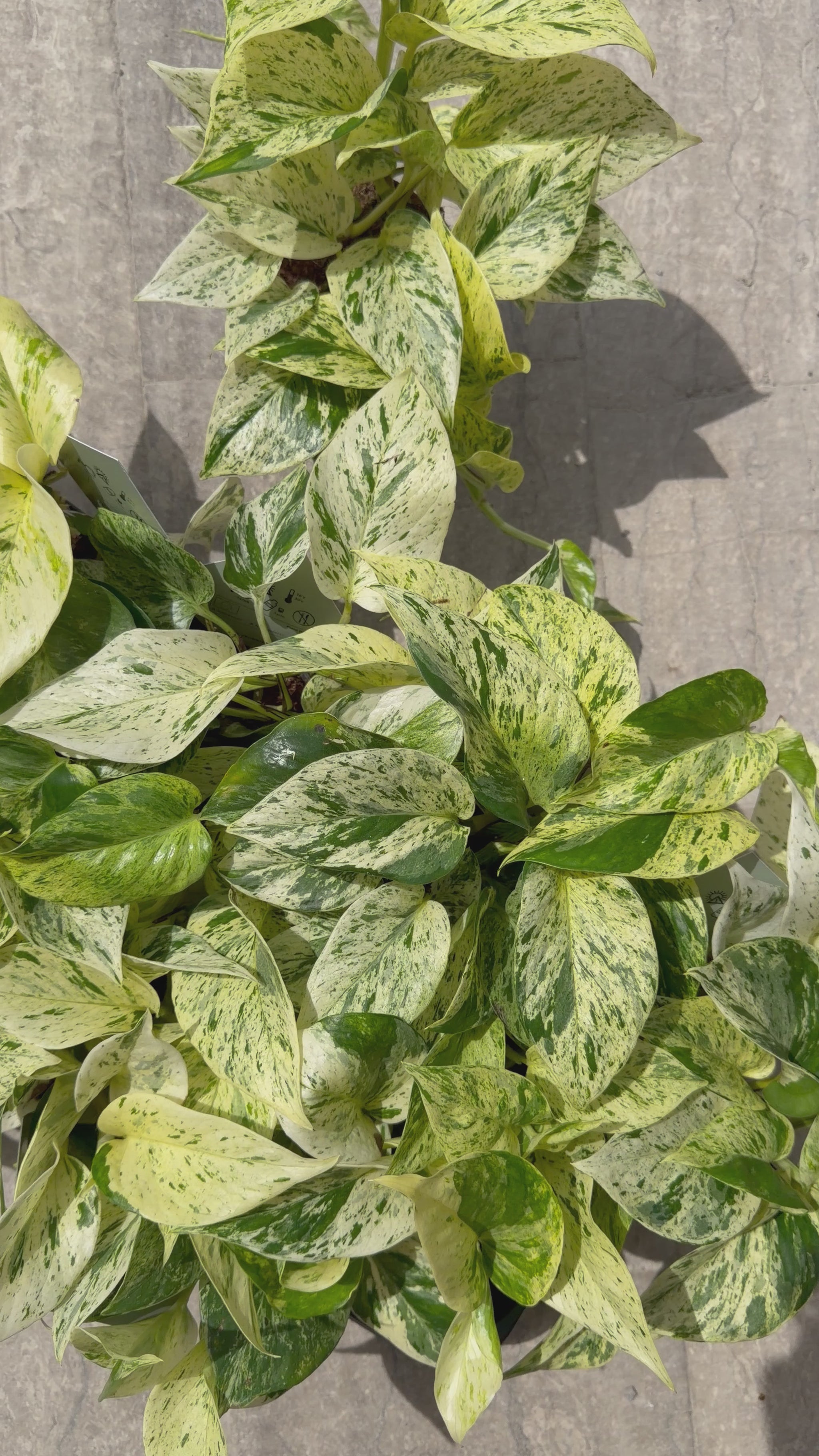Epipremnum pinnatum 'Snow Leopard' Epipremnum Tropical Corner