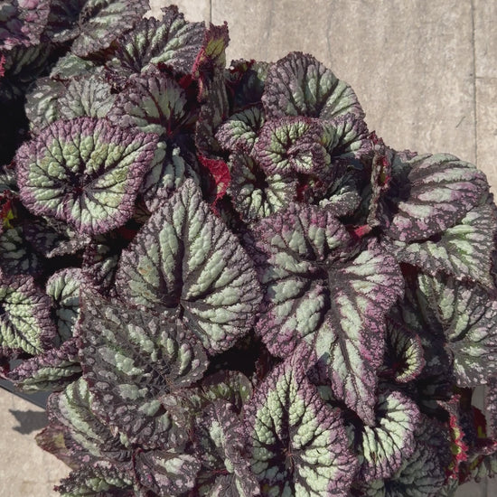Begonia Fireworks Begonia Tropical Corner