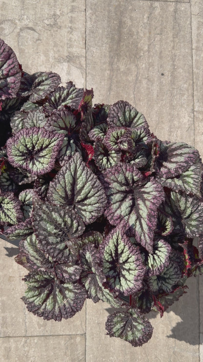 Begonia Fireworks Begonia Tropical Corner