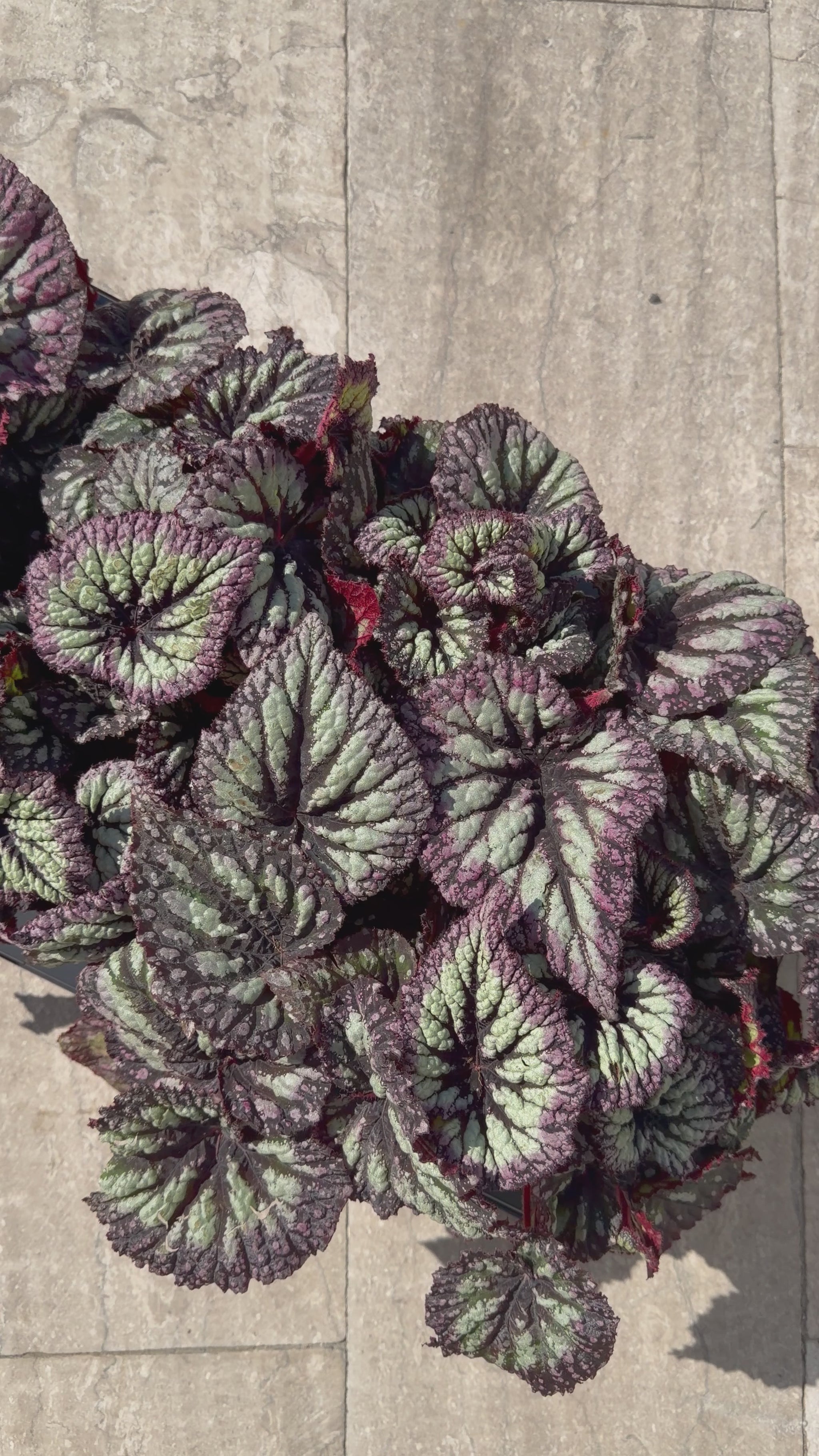 Begonia Fireworks Begonia Tropical Corner
