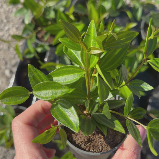 Peperomia 'Stripes' Peperomia Tropical Corner