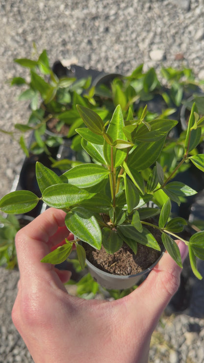 Peperomia 'Stripes' Peperomia Tropical Corner