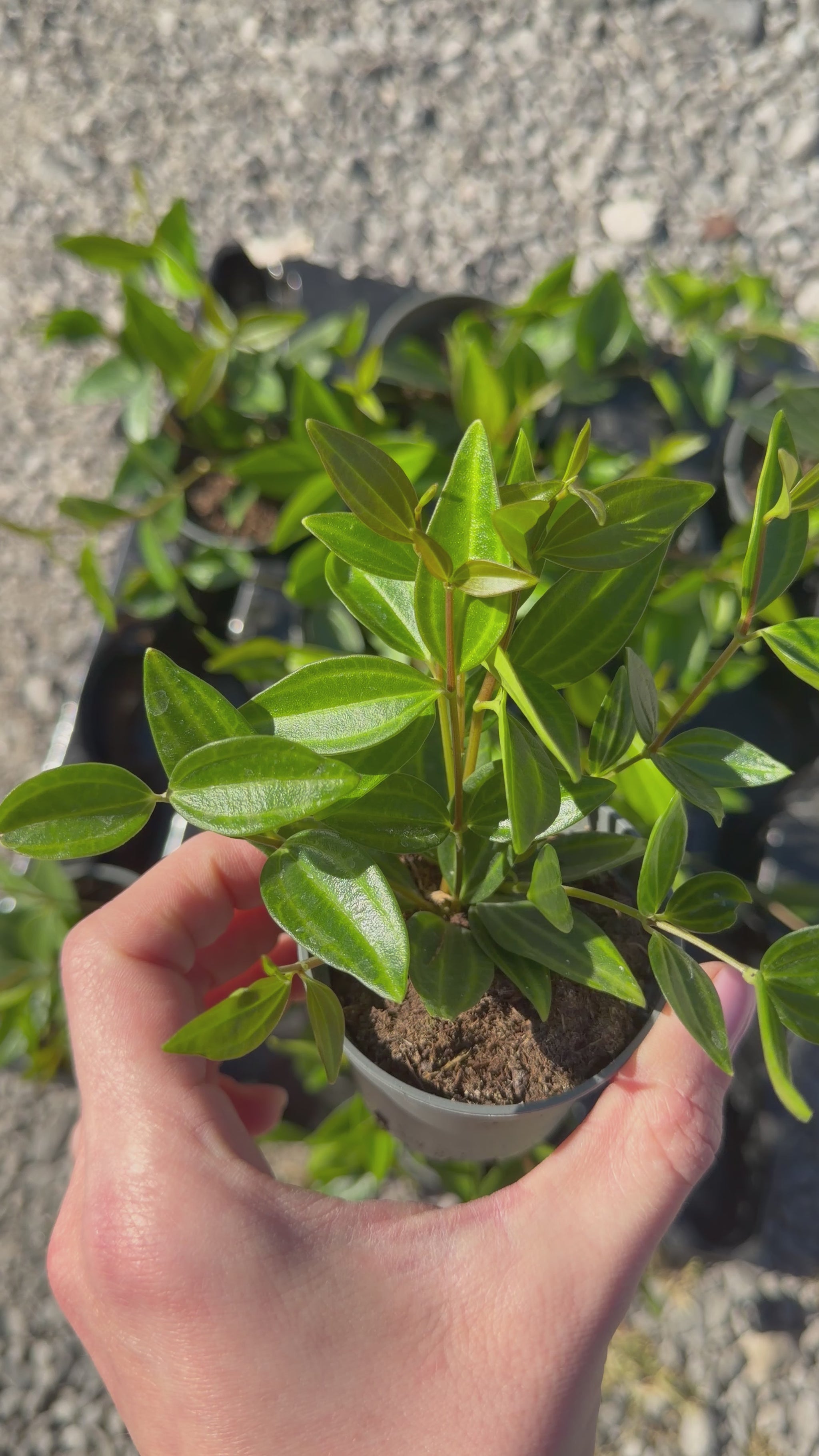 Peperomia 'Stripes' Peperomia Tropical Corner