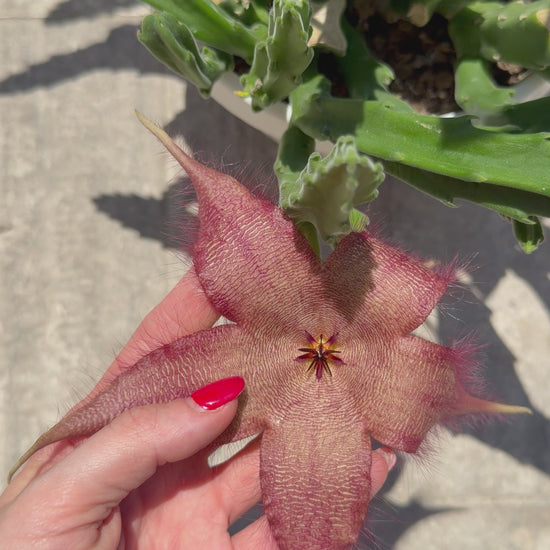 Stapelia Hirsuta Stapelia Tropical Corner