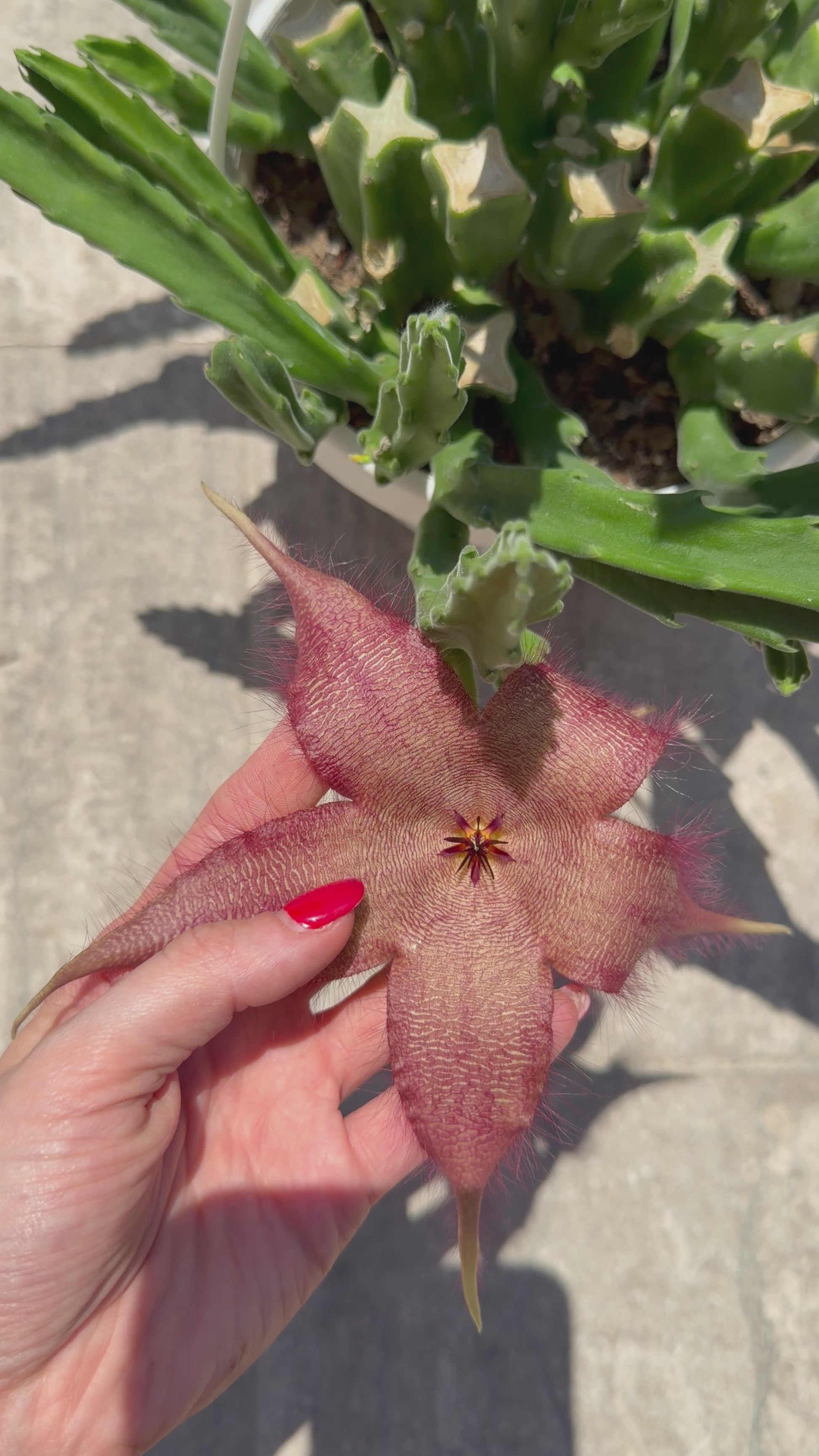 Stapelia Hirsuta Stapelia Tropical Corner