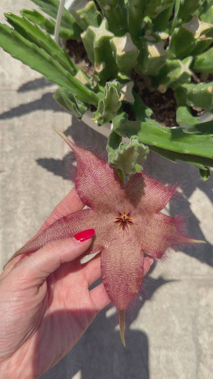 Stapelia Hirsuta Stapelia Tropical Corner