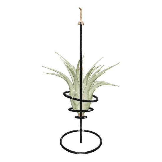 Supporto completo per Tillandsie Supporto per piante Tropical Corner