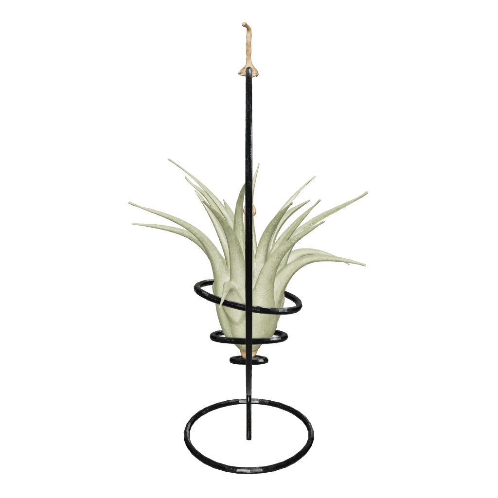 Supporto completo per Tillandsie Supporto per piante Tropical Corner
