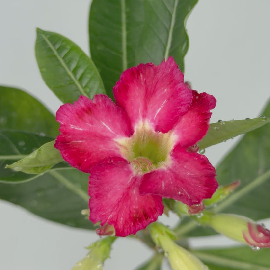 Adenium obesum Adenium Tropical Corner