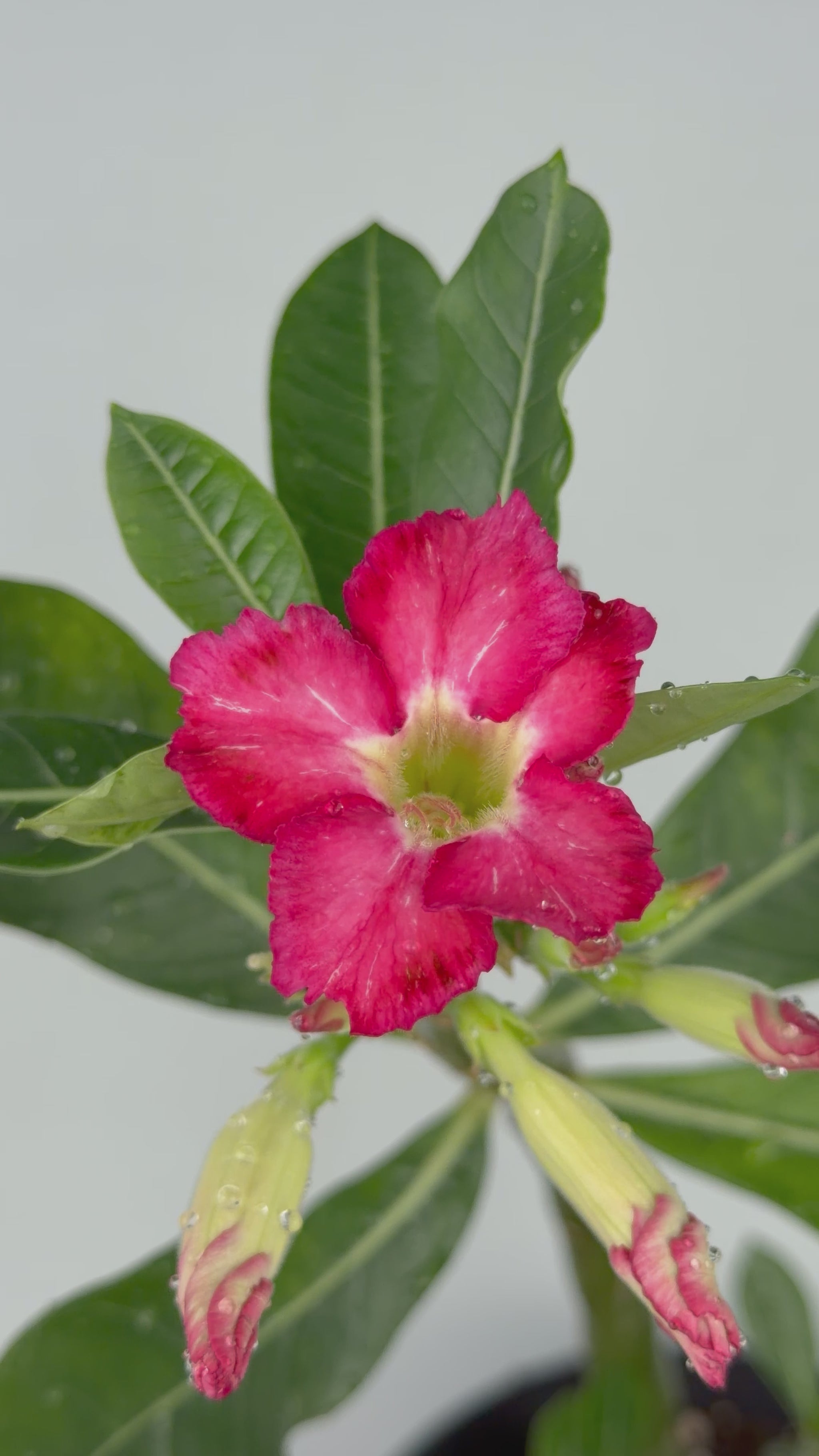 Adenium obesum Adenium Tropical Corner