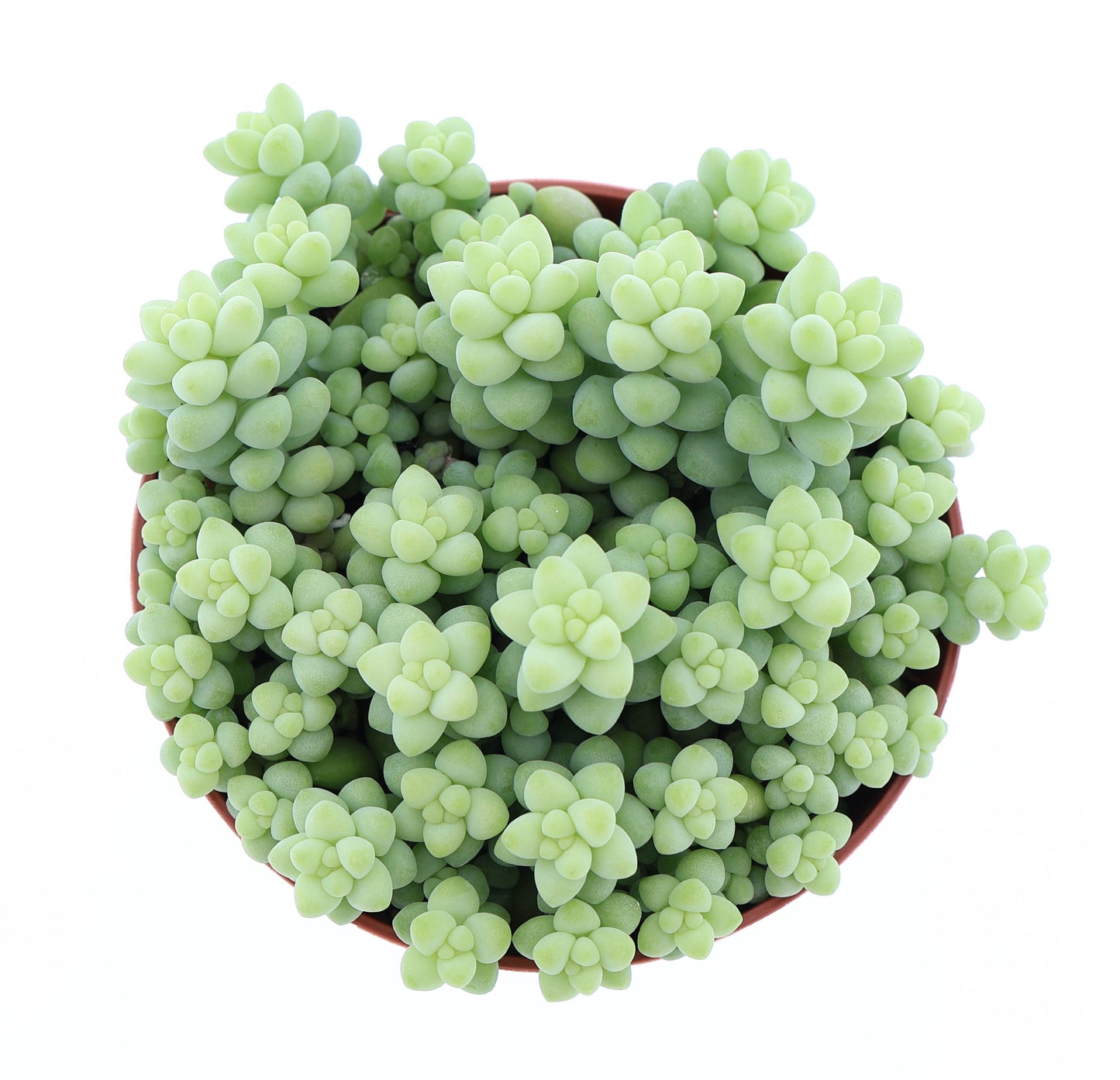 Sedum burrito Sedum Tropical Corner