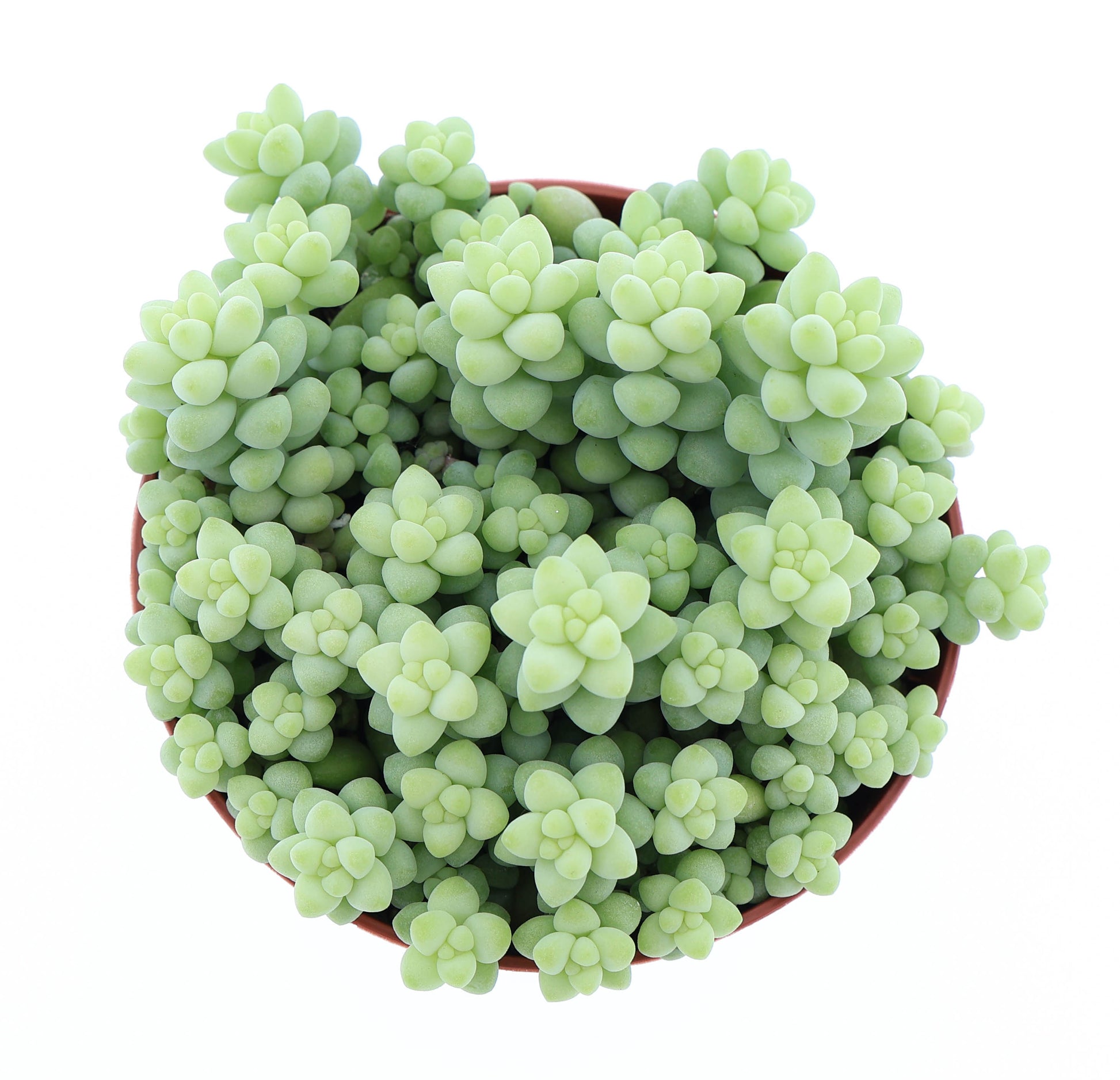 Sedum burrito Sedum Tropical Corner