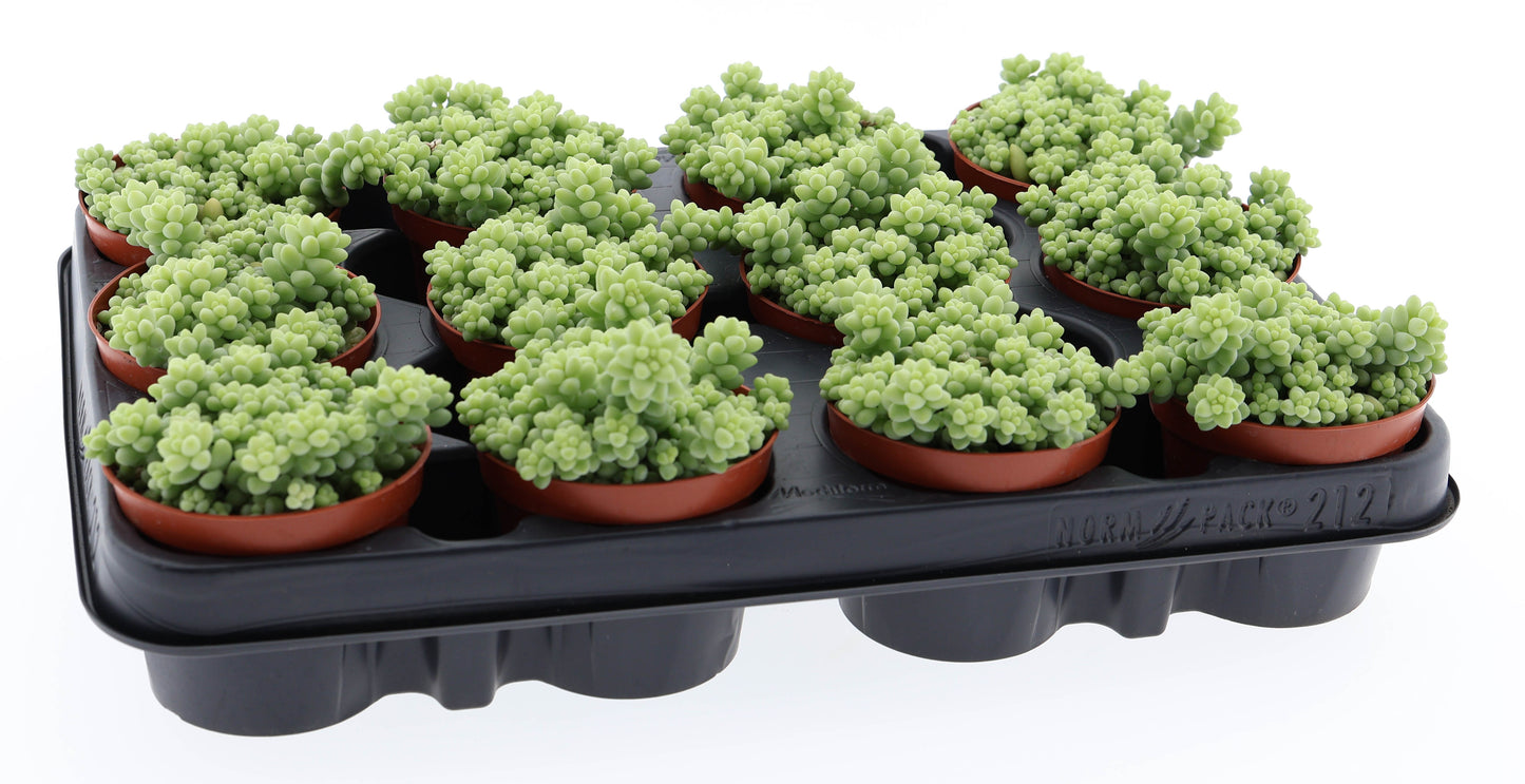 Sedum burrito Sedum Tropical Corner