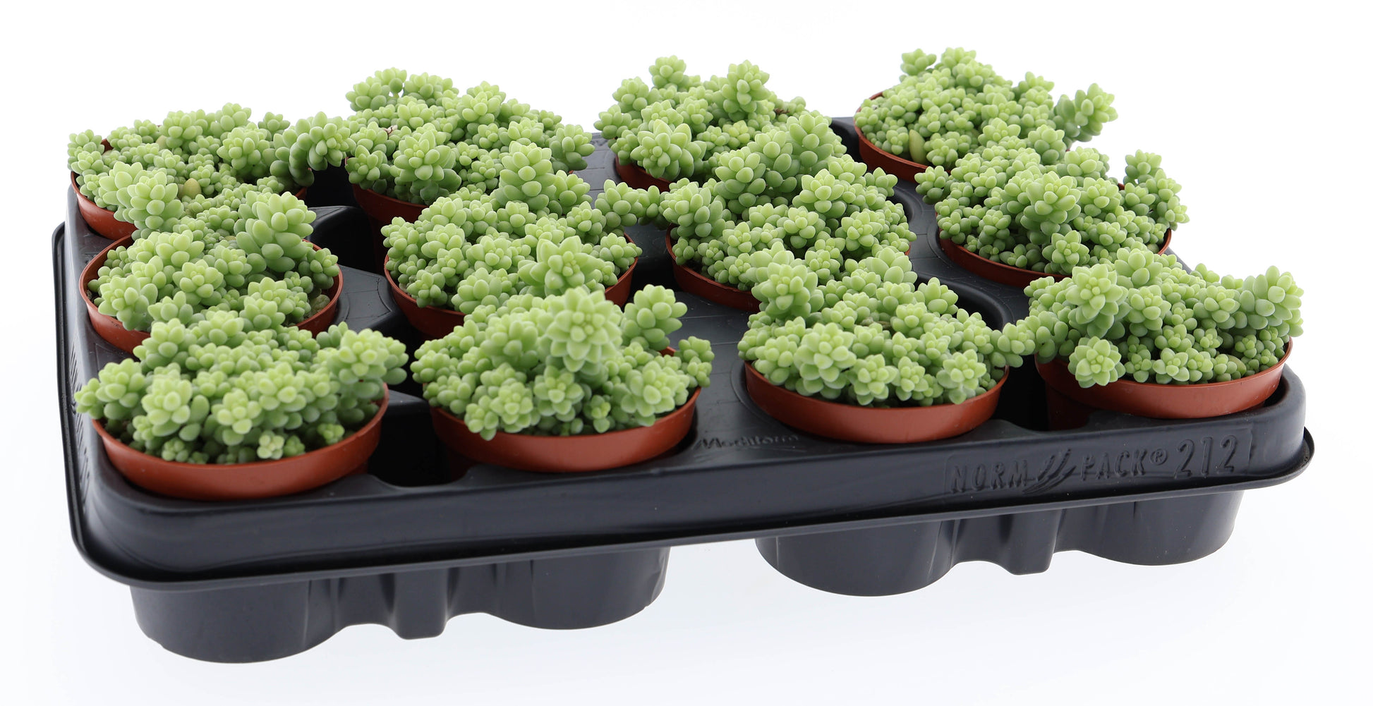Sedum burrito Sedum Tropical Corner