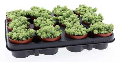 Sedum burrito Sedum Tropical Corner